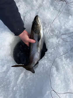Salmon just after being pulled from an ice fishing hole.
