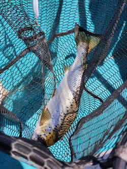 Salmon caught in a fishing net.